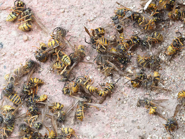 Harness the Sting: Ethically Sourced Dead Wasps for Potent Spellwork (EACH)