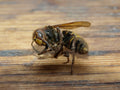 Harness the Sting: Ethically Sourced Dead Wasps for Potent Spellwork (EACH)