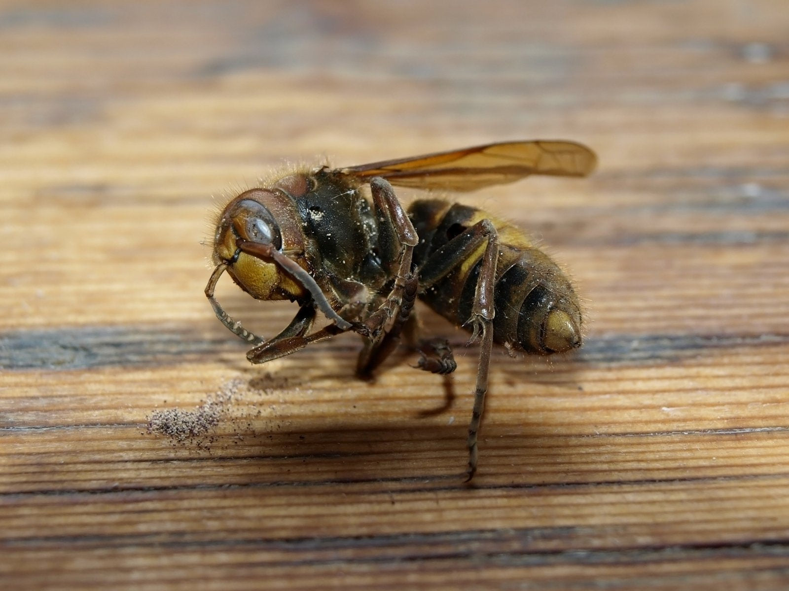 Harness the Sting: Ethically Sourced Dead Wasps for Potent Spellwork (EACH)